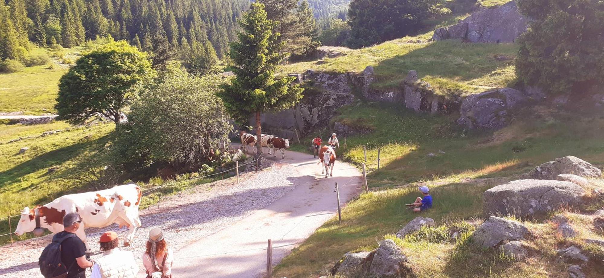 Munster Camping De La Fecht Exterior photo